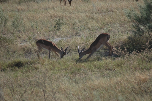 Impala fighting 